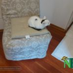 Candelo al fianco del progetto “Punto Animal Friendly” (foto di repertorio)