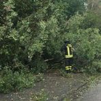 Crolla albero sulla strada, a Valdilana arrivano i Vigili del Fuoco (foto di repertorio) Crolla albero sulla strada, a Valdilana arrivano i Vigili del Fuoco (foto di repertorio)