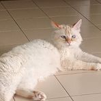 Chiavazza, gatto smarrito in Regione Croce