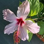 Nell’immagine, (Hibiscus syriacus L., 1753). Nome italiano: ibisco. Nome sardo: ibiscu (o ibìschu a seconda delle varianti locali). Nome spagnolo: el hibisco (o flor de hibisco). È conosciuto in America Latina e in Messico come flor de Jamaica o rosa de Jamaica.
