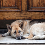 “La gentilezza non va in vacanza”: a Candelo una campagna contro l’abbandono degli animali “La gentilezza non va in vacanza”: a Candelo una campagna contro l’abbandono degli animali