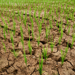 Crisi idrica a Salussola: richiesti sostegni per le aziende agricole Crisi idrica a Salussola: richiesti sostegni per le aziende agricole