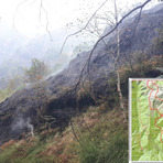 Un'immagine dell'incendio in Valsessera, sopra la mappa dell'avviso emanato dal Comune di Coggiola. Un'immagine dell'incendio in Valsessera, sopra la mappa dell'avviso emanato dal Comune di Coggiola.