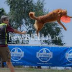 Velocità e intesa con il proprio cane: a Bielmonte va in scena il Campionato Nazionale di Disc Dog (servizio di Massimo Giacobbe per newsbiella.it) Velocità e intesa con il proprio cane: a Bielmonte va in scena il Campionato Nazionale di Disc Dog (servizio di Massimo Giacobbe per newsbiella.it)