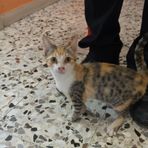 Trovata una gattina tra Valdengo e Ronco Biellese, a chi appartiene?