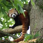 Si è spento Haiku, il primo panda rosso di Zoom Torino Si è spento Haiku, il primo panda rosso di Zoom Torino