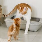 Borriana, nuovo servizio per la raccolta delle lettiere degli animali domestici