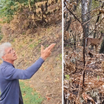 Un cervo cerca la sua strada tra le ceneri del bosco, il volto della Valsessera ferita dall'incendio