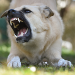 Aggredita da un cane a Cavaglià
