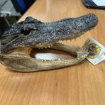 Sorpresa ai controlli doganali di Caselle, viaggiava da Miami con la testa di un coccodrillo Sorpresa ai controlli doganali di Caselle, viaggiava da Miami con la testa di un coccodrillo