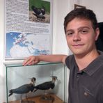 Nell’immagine, Luca Verdina accanto alle pavoncelle dell’allestimento dedicato agli uccelli migratori Nell’immagine, Luca Verdina accanto alle pavoncelle dell’allestimento dedicato agli uccelli migratori