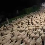Pavignano, un gregge in transumanza popola via Ogliaro nella notte VIDEO Pavignano, un gregge in transumanza popola via Ogliaro nella notte VIDEO