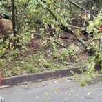 Crolla una pianta sulla strada in piena notte, i Vigili del Fuoco arrivano a Sala Biellese (foto di repertorio) Crolla una pianta sulla strada in piena notte, i Vigili del Fuoco arrivano a Sala Biellese (foto di repertorio)