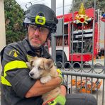 Candelo, cane di 3 mesi resta incastrato con la testa tra le sbarre del cancello: in salvo la piccola Mirtilla