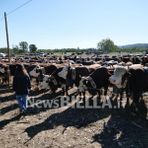 A Borriana si celebra il mondo agricolo: allevatori, artigianato e polenta protagonisti della Fiera Zootecnica (servizio di Davide Finatti in esclusiva per Newsbiella.it) A Borriana si celebra il mondo agricolo: allevatori, artigianato e polenta protagonisti della Fiera Zootecnica (servizio di Davide Finatti in esclusiva per Newsbiella.it)