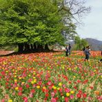 Il ricordo di Giovanna Fontana fiorisce a Pettinengo e conquista il Premio +bellezza in Valle