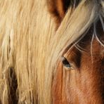 Soccorsi a Salussola per un uomo caduto da cavallo (foto di repertorio)