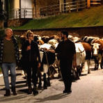 Transumanza a Casapinta, le mucche tornano a valle - servizio di Claudio Nicola