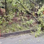 Ancora alberi sulla strada, intervento a Trivero (foto di repertorio)