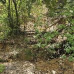 Biella, frana, alberi caduti e staccionata divelta alla Bertamelina: sarà messa in sicurezza