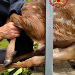 Portula, capriolo rimasto incastrato in una recinzione
