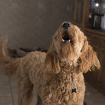 Cossato, lite tra vicini per un cane che corre in casa di notte