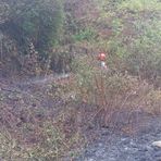 A fuoco un bosco, scatta l’allarme a Veglio FOTO A fuoco un bosco, scatta l’allarme a Veglio FOTO