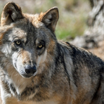 Il declassamento dello stato del lupo non autorizza abbattimenti indiscriminati Il declassamento dello stato del lupo non autorizza abbattimenti indiscriminati