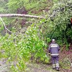 Maltempo, vento intenso sulla Serra: piante finiscono su un’abitazione (foto di repertorio)