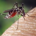 Caso di West Nile a Biella, disinfestazione a Pavignano Caso di West Nile a Biella, disinfestazione a Pavignano