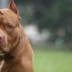 Cossato, pitbull libero aggredisce cane e padrona