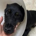 Ridiamo a Thomas le zampe per camminare, l'appello di Bulli e Pule con la Coda ODV