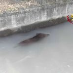 Dal Nord-ovest, Moncrivello, cinghiale finisce in un canale: intervengono i Vigili del Fuoco