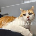 Giornata Internazionale del Gatto: l’8 agosto dedicato alla tutela dei felini e alla lotta contro l’abbandono Giornata Internazionale del Gatto: l’8 agosto dedicato alla tutela dei felini e alla lotta contro l’abbandono