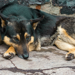 Animali da compagnia, fondi ai Comuni per contrastare abbandoni e maltrattamenti