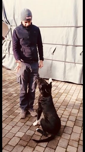 Paolo Borri Educatore Cinofilo