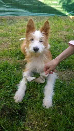 Dolcissimo cagnetto cerca casa Dolcissimo cagnetto cerca casa