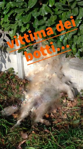 Cane fugge per i botti e resta impiccato in una recinzione