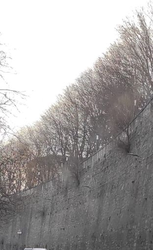 Via Cernaia, Pd Biella: "Necessario intervenire per gli alberi sul muraglione"