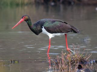 Ciconia nera (Ciconia nigra), foto di Franco Lorenzini.