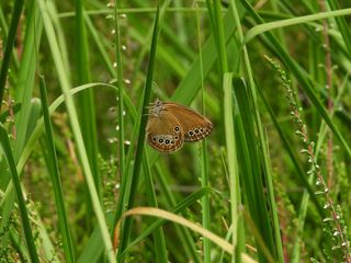 Ninfa delle torbiere (Coenonympha oedippus), foto di Simone Bocca.