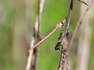 Invernina Delle Brughiere (Sympecma paedisca), foto di Simone Bocca.