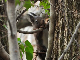 Scoiattolo rosso (Sciurus vulgaris), foto di Gabriele Vaudano.