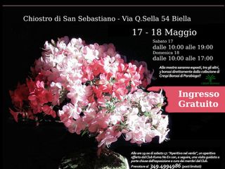 Torna a Biella "Bonsai al Chiostro": esemplari unici dell'Associazione "Kuma No En"