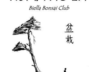 Torna a Biella "Bonsai al Chiostro": esemplari unici dell'Associazione "Kuma No En"