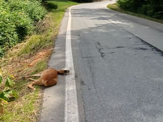 Investito un capriolo a Castellengo: lo abbandonano sulla carreggiata.