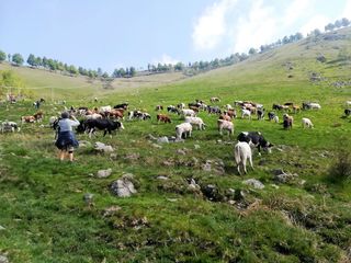 Torna nel Biellese "Transumando 2025": domenica 25 maggio la 25a edizione