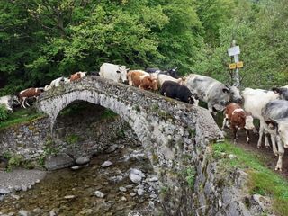 Torna nel Biellese "Transumando 2025": domenica 25 maggio la 25a edizione