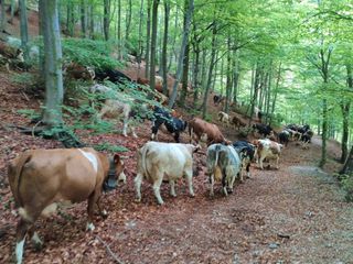 Torna nel Biellese "Transumando 2025": domenica 25 maggio la 25a edizione