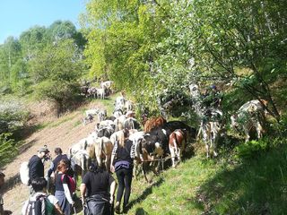 Torna nel Biellese "Transumando 2025": domenica 25 maggio la 25a edizione